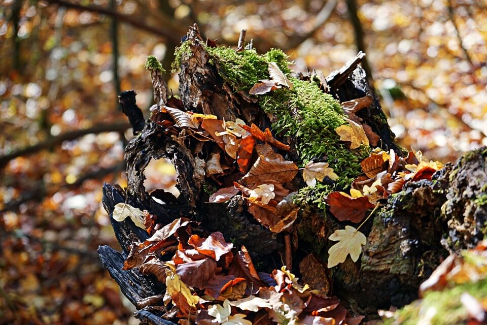 Herbst im Hohenloher Kupfertal bei Forchtenberg