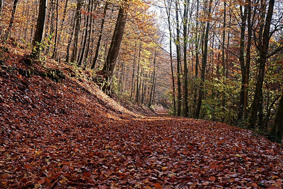 Waldweg im Kupfertal von Forchtenberg nach Hermersberg