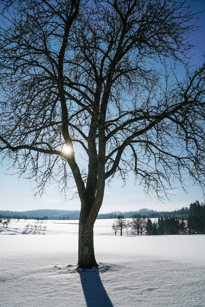 Winterlandschaft bei Grosserlach Grab im Schwaebischen Wald