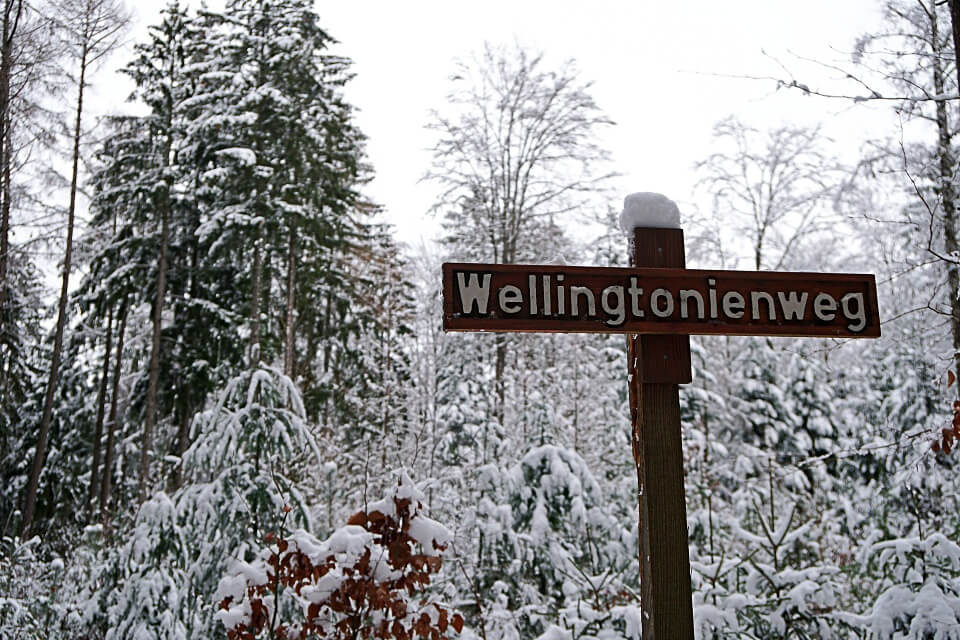 Der Wellingtonienweg zu den Mammutbaumen in Wustenrot 