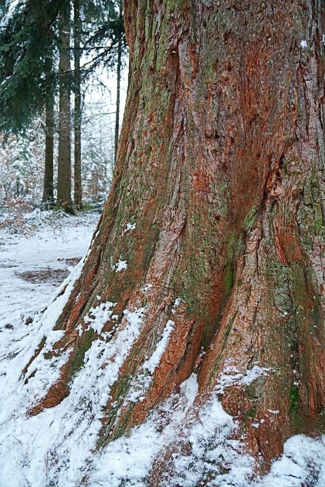 Mammutbaum in Wuestenrot