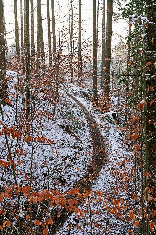 Schmaler Wanderweg durch die Pfaffenklinge in Wuestenrot