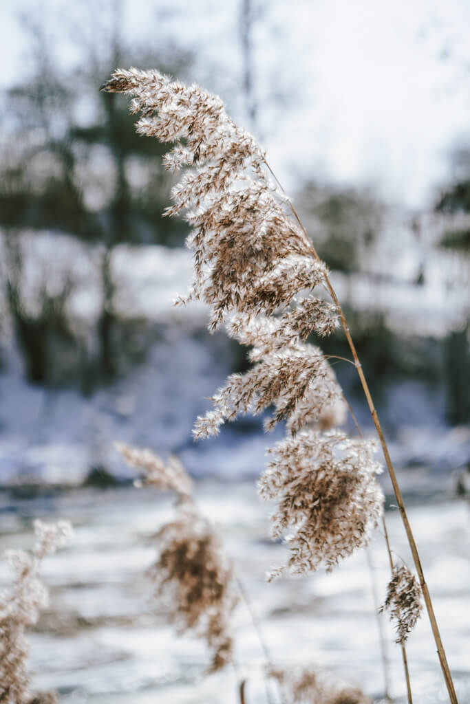 Winter an der Jagst in Hohenlohe