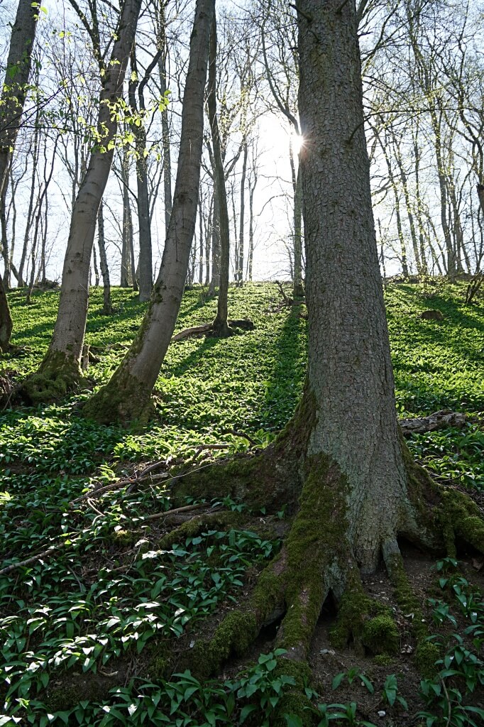 Baerlauch auf dem Natura Trail im Jagsttal