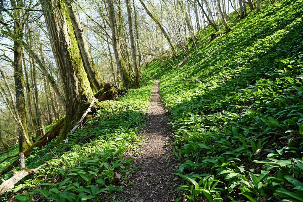 Pfad durch den Wald auf dem Natura Trail