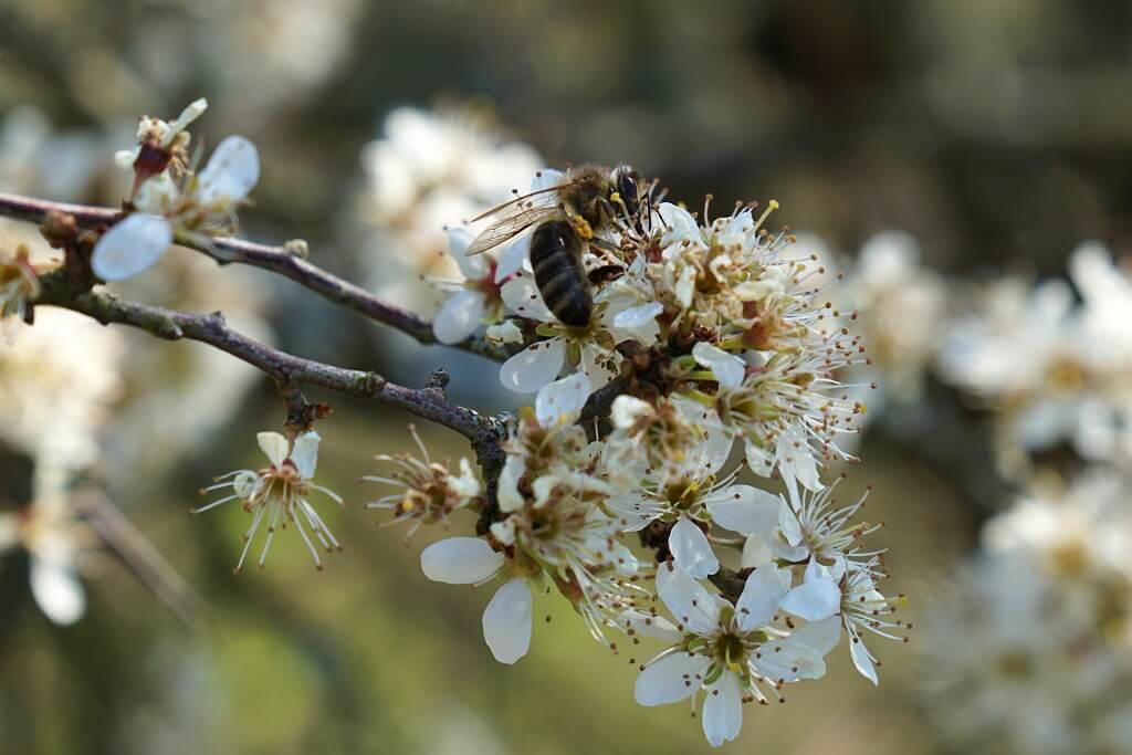 Obstbluete im Jagsttal