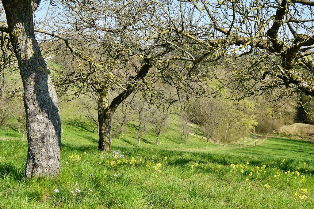 Streuobstwiese auf dem Natura Trail 