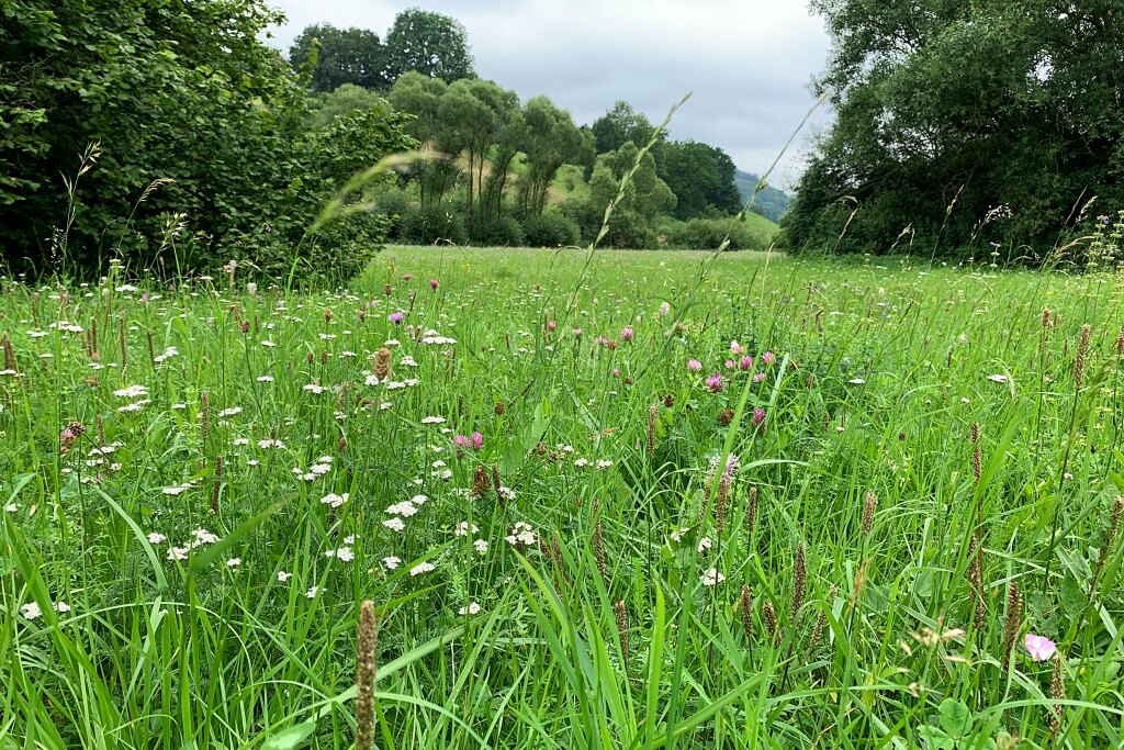 Wiesen auf dem Kocher Jagst Radweg im Jagsttal