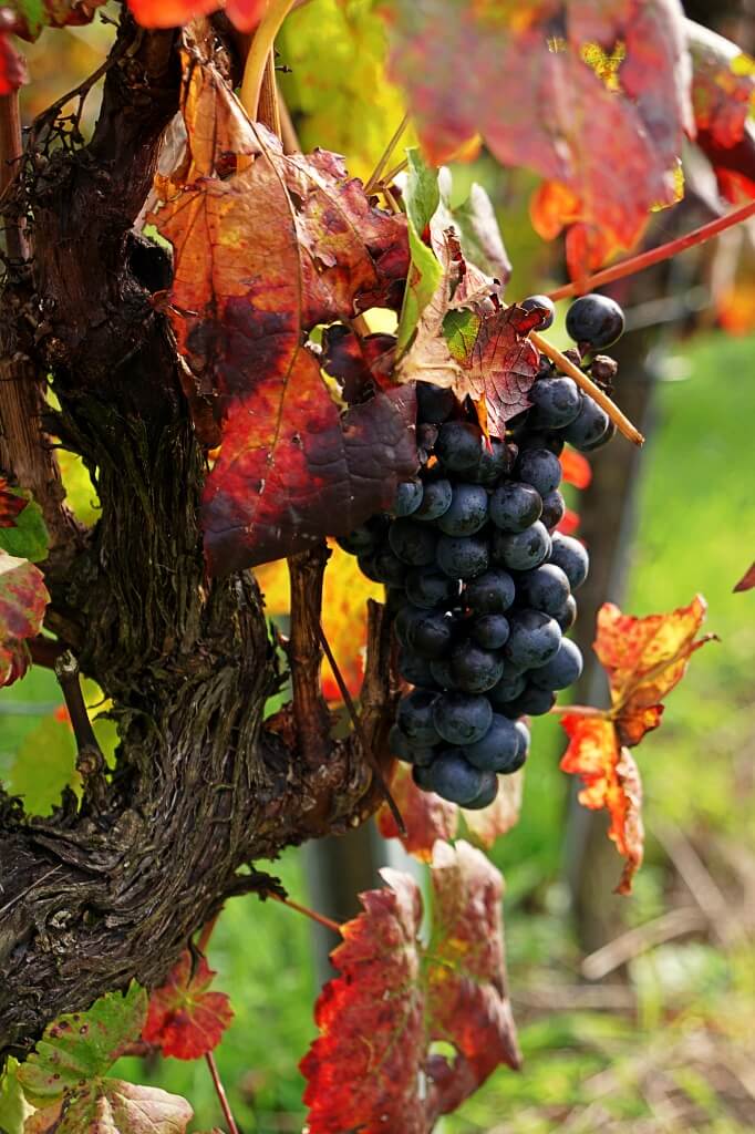 Herbstspaziergang Hohenlohe durch die Weinberge