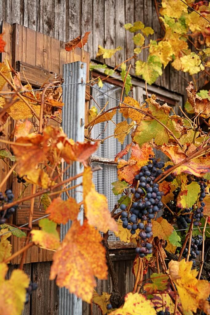 Herbstspaziergang Hohenlohe durch die Weinberge