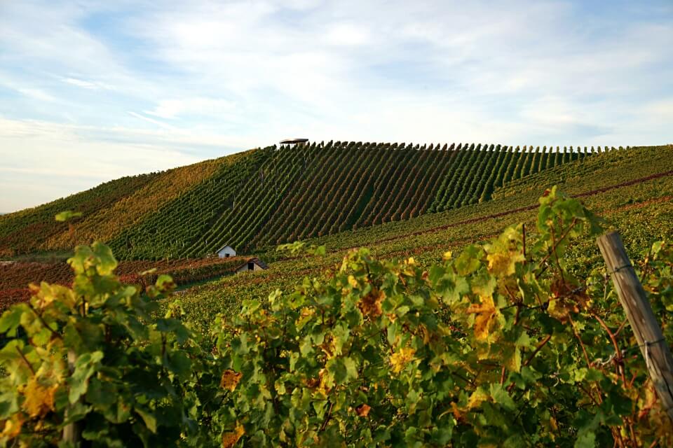 Wein Wege Hohenlohe Heuholz