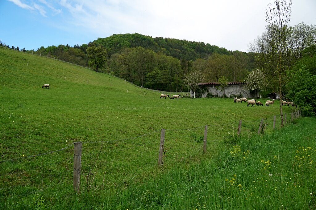 Wanderung ab Eberbach durch das Roetelbachtal zur Hertensteiner Muehle