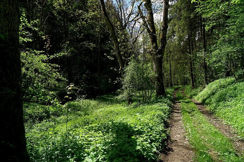 Wanderweg am Roetelbach ab der Hertensteiner Muehle