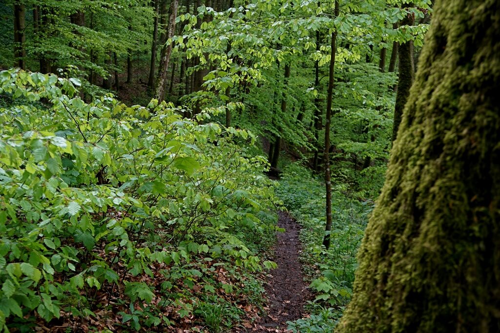 Wanderung auf dem Kochersteig durch das Roetelbachtal in Hohenlohe