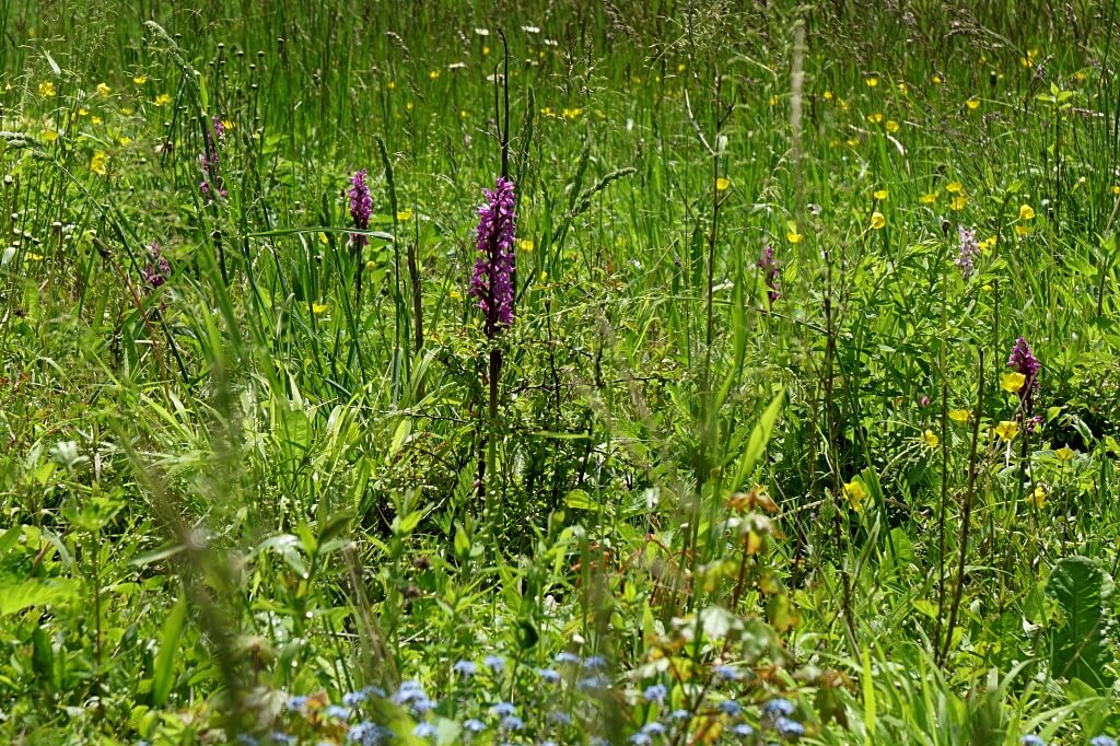 Orchideen in Hohenlohe im Roetelbachtal