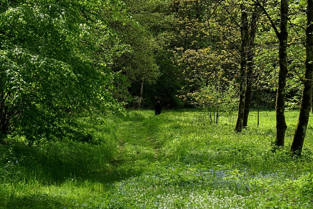 Waldweg beim Wandern durch das Roetelbachtal in Hohenlohe