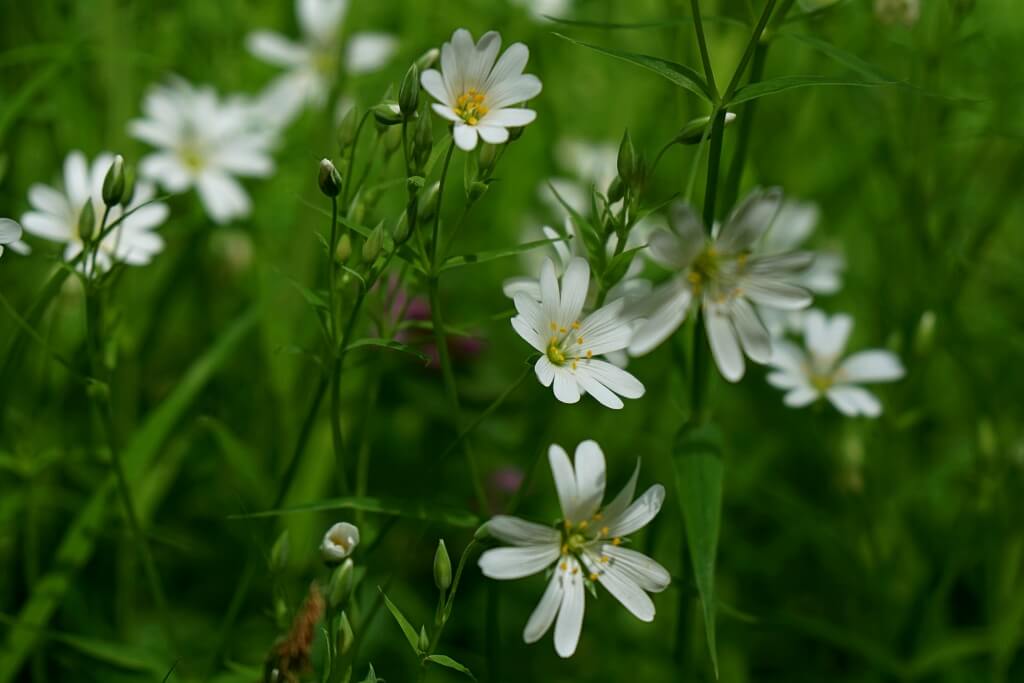 Wiesenblumen auf unserer Wanderung durch das Roetelbachtal zur Hertensteiner Muehle in Hohenlohe