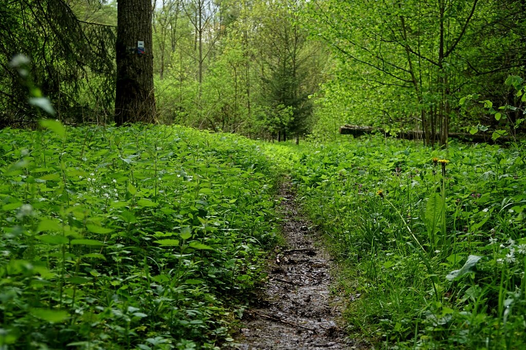 Wanderung auf dem Kochersteig nach Eberbach