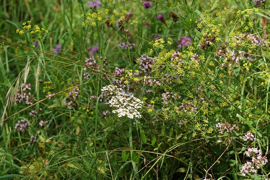 Blumenwiese im Buehlertal