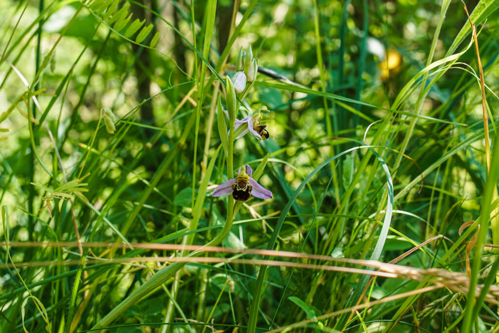 Bienen Ragwurz am Essigberg in Roigheim