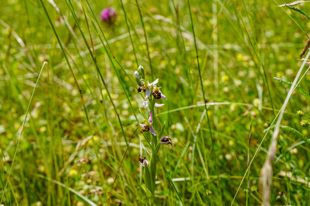 Eine Bienen-Ragwurz in den Wiesen am Essigberg