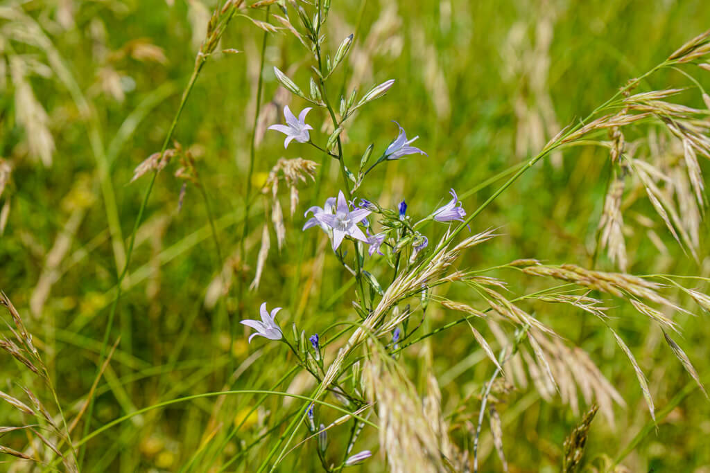 Glockenblume