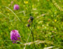 Orchideen und Schnecke in den Wiesen des Naturschutzgebiet Hoernle am Essigberg in Roigheim