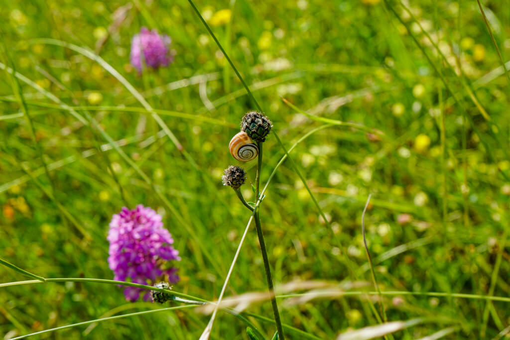 Orchideen und Schnecke in den Wiesen des Naturschutzgebiet Hoernle am Essigberg in Roigheim