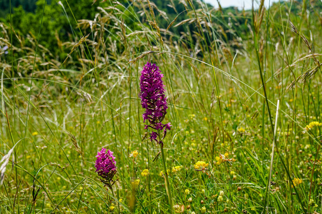 Orchideen in den Wiesen des Naturschutzgebiet Hoernle am Essigberg in Roigheim