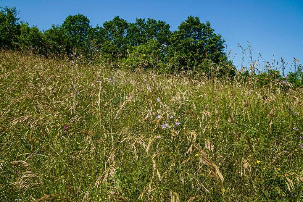 Bluehende Wiesen am Essigberg in Roigheim