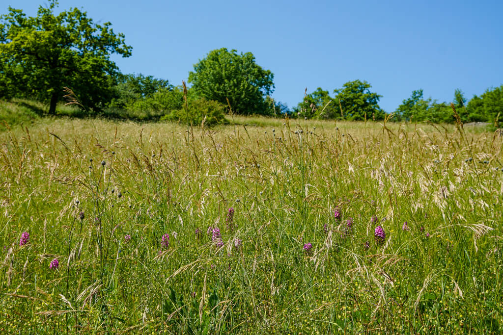 Orchideen in einer Wiese im Naturschutzgebiet Essigberg in Roigheim