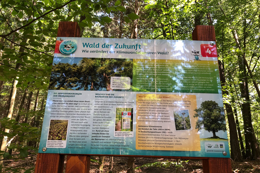 Auf dem Dachsi Pfad den Wald der Zukunft entdecken 