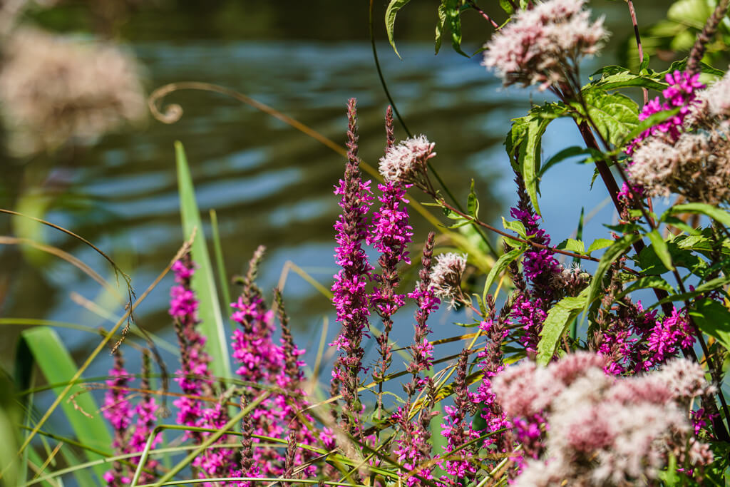 Natur am Finsterroter See