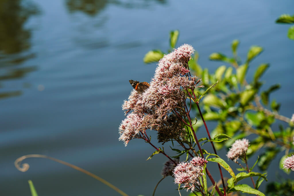 Pflanzen und Tiere am Finsterroter See