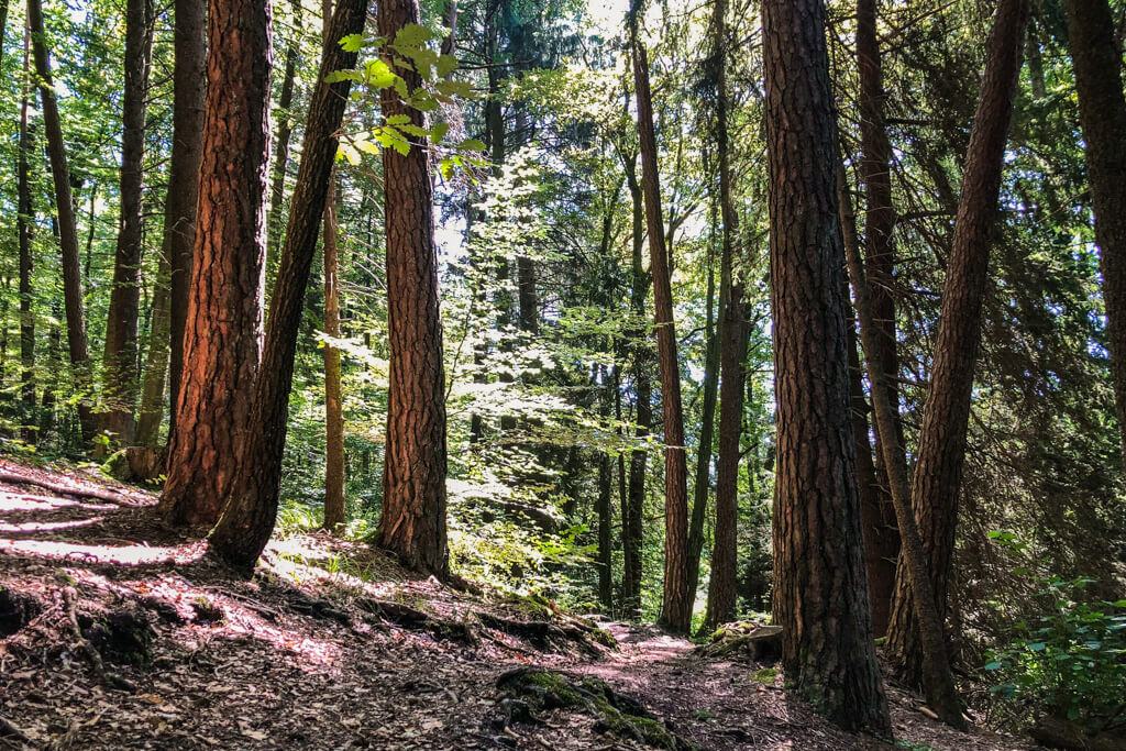 Auf schmalen und spannenden Pfaden geht es auf dem Dachsi Pfad durch den Wald