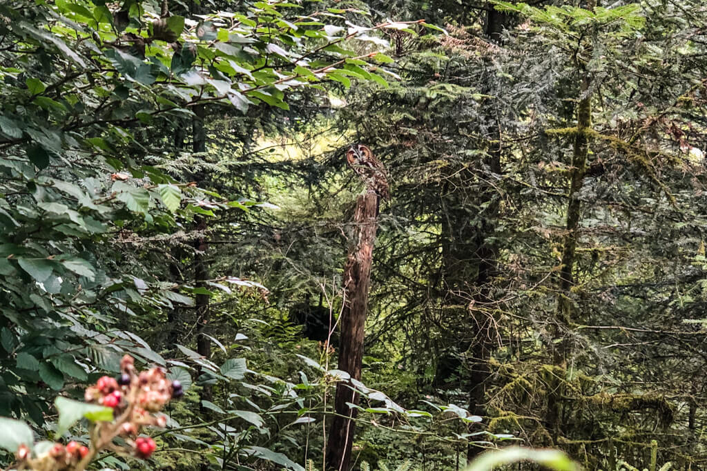 Pirschpfad für Waldprofis 