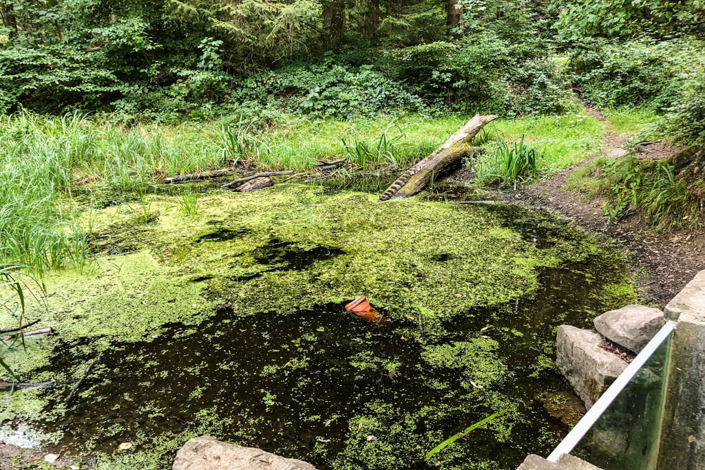 Unterwasserwelt beobachten bei unserer Wanderung auf dem Fuxi Pfad in Mainhardt