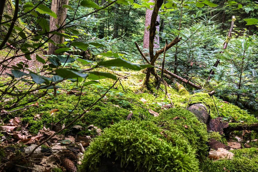 Mainhardter Wald wandern