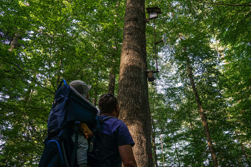 Station Specht wecken beim wandern auf dem Fuxi Pfad