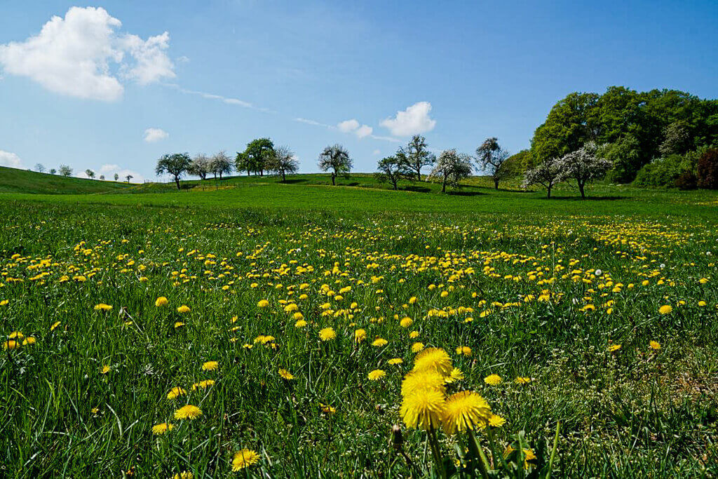 Wandern rund um Untersteinbach in Hohenlohe