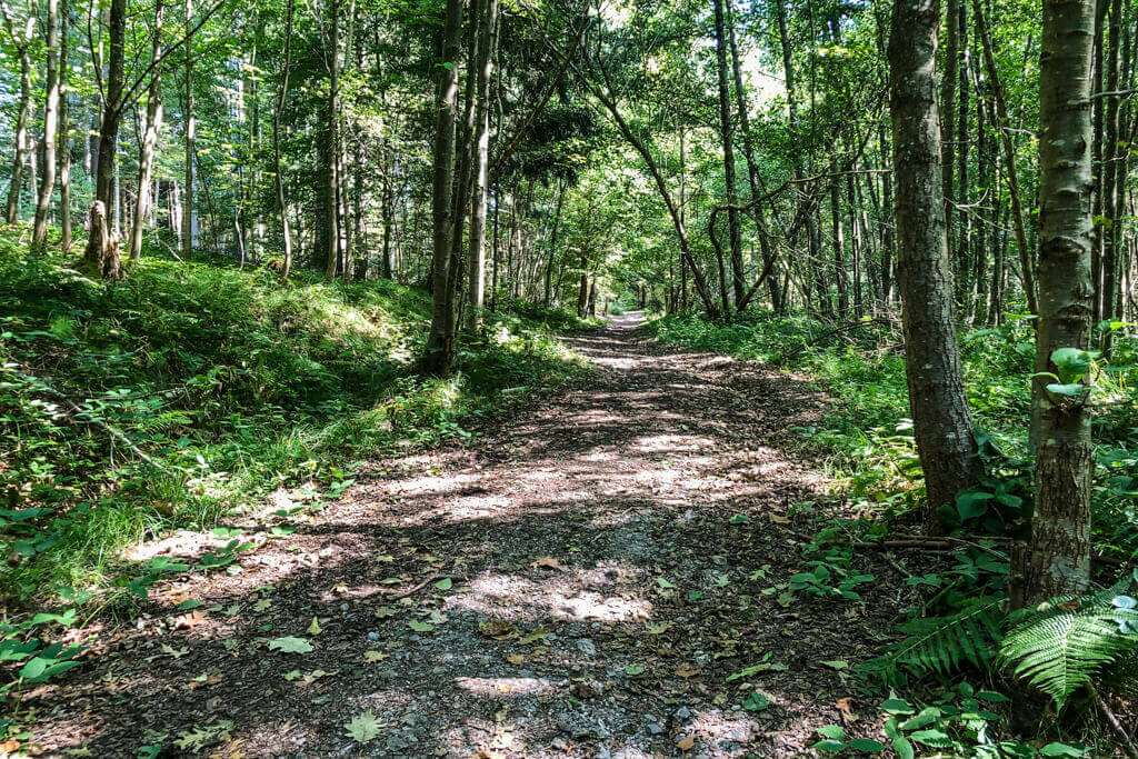 Herrlicher Waldweg im Schwaebischen Wald