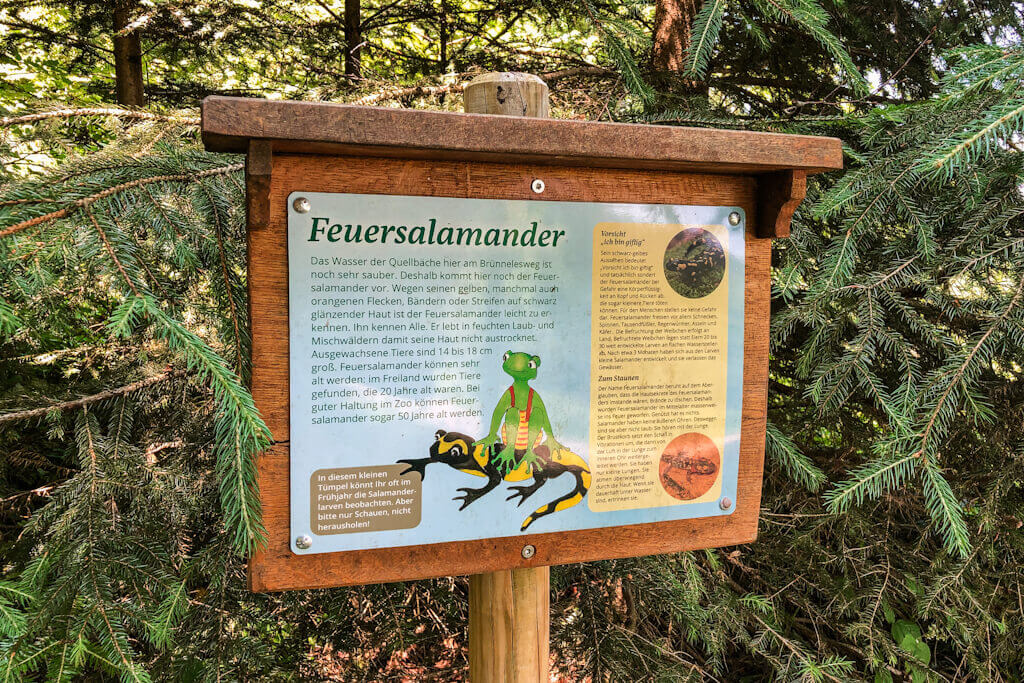 Feuersalamander auf dem Brunnelesweg 