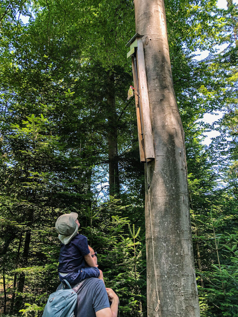 Klopfender Specht auf dem Erlebnispfad Brunnelesweg in Murrhardt
