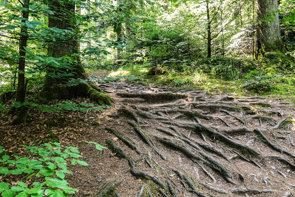 Rundwanderung durch die Hoerschbachschlucht zu den Hoerschbachwasserfaellen in Murrhardt