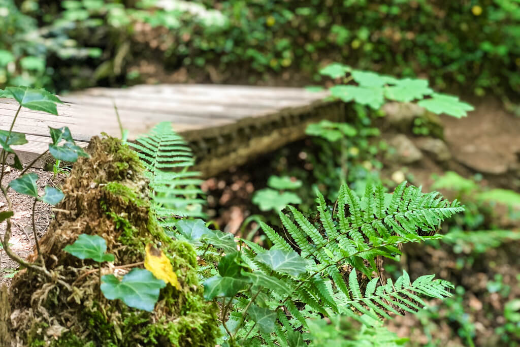 Rundwanderung durch die Hoerschbachschlucht zu den Hoerschbachwasserfaellen in Murrhardt