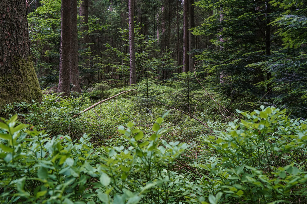 Heidelbeeren im Schwaebischen Wald