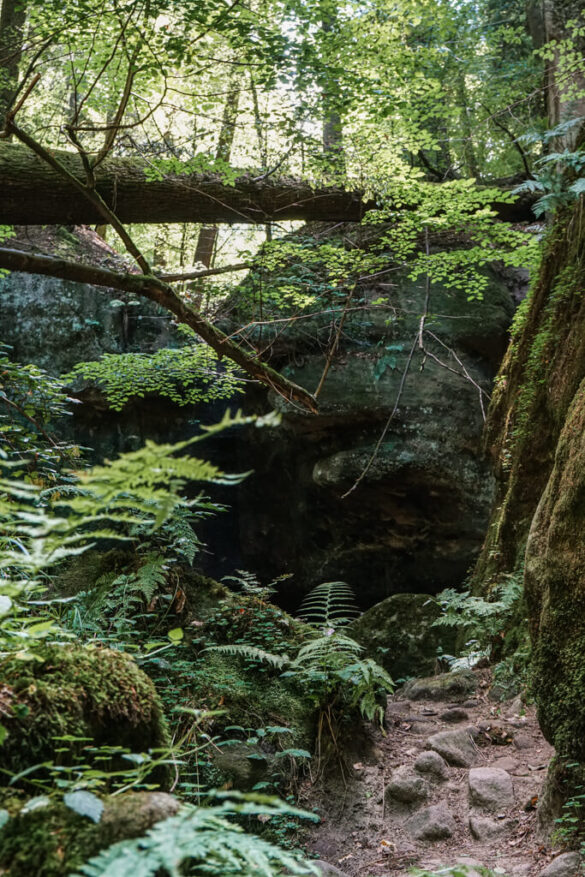 Haegelesklinge im Schwaebischen Wald